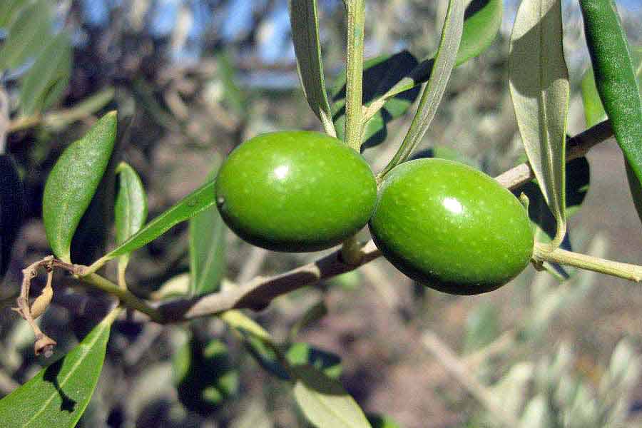 Agriturismo la speranza - prodotti -  le olive